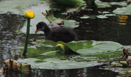 Chick