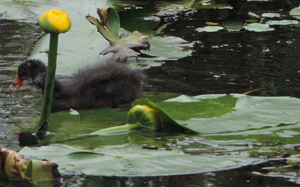 Chick