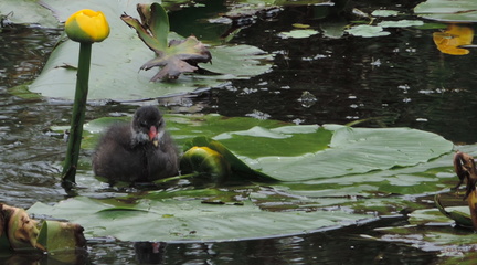 Chick