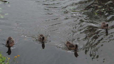 Ducks