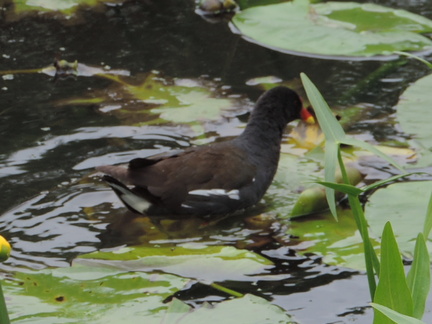 Moorhen