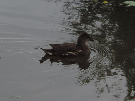 Chick