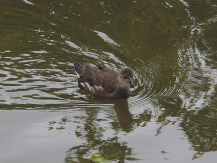 Chick