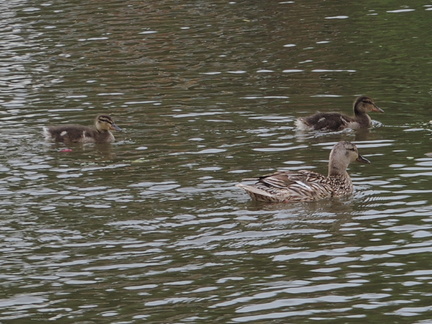 Ducklings