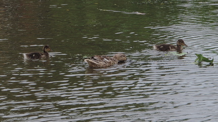 Ducklings