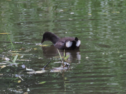 Chick