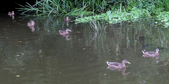 Ducks