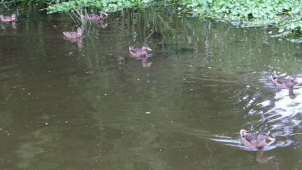 Ducks