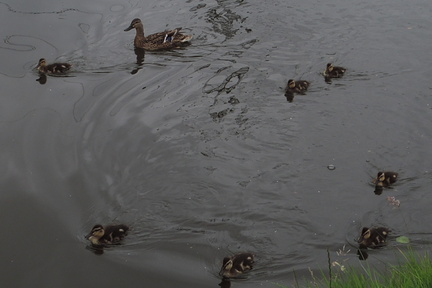 Ducklings