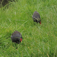 Moorhen