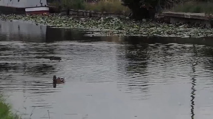 Ducks