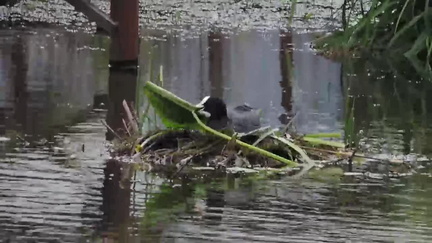 Coot
