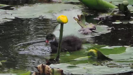 Chick