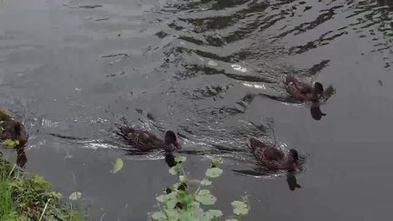 Ducks