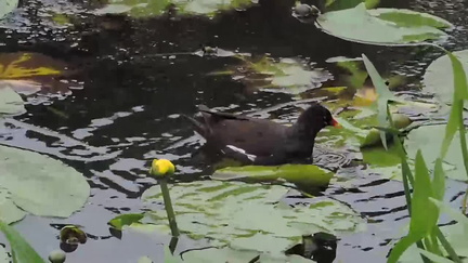 Moorhen