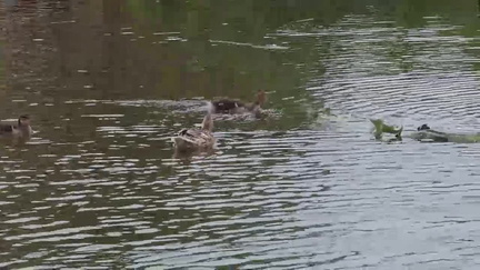36-Ducklings