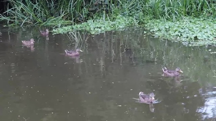 Ducks