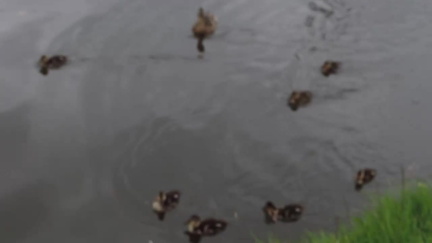 Ducklings