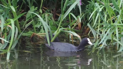 Coots