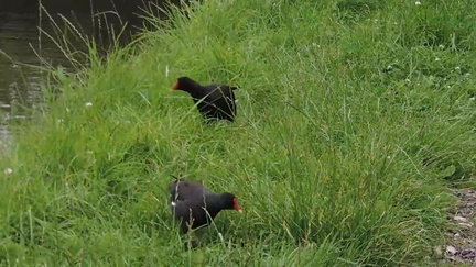 Moorhen