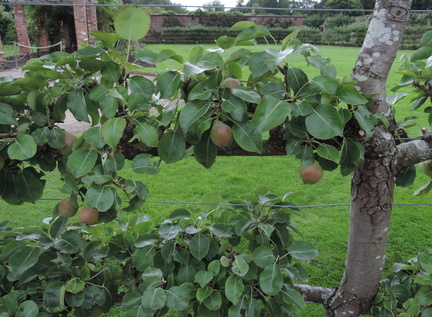 Orchard
