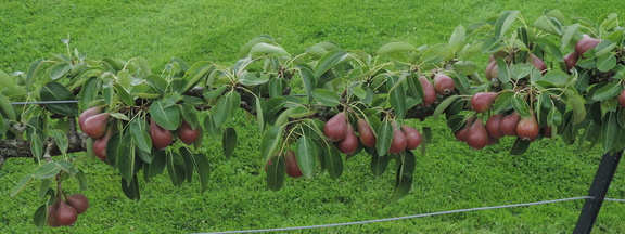 Pears