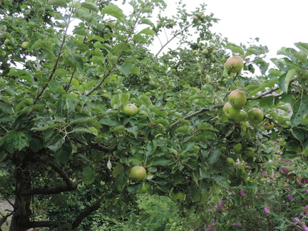Apples