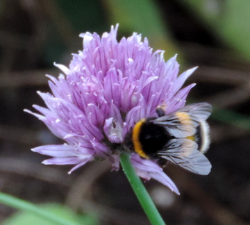 Bee