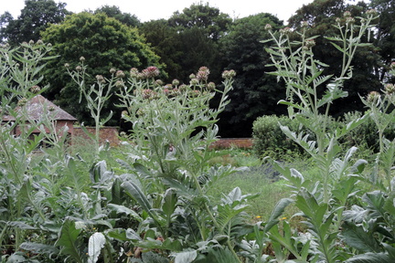 Artichokes