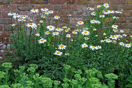Wildflowers