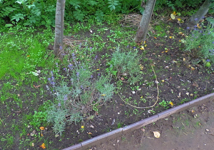 Lavender