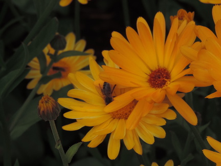 Honeybee