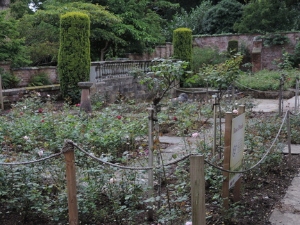 Rose garden