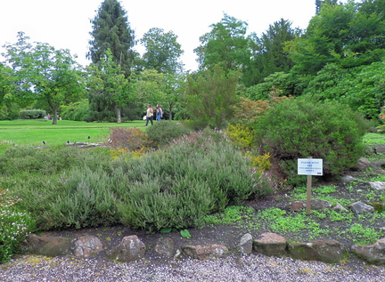 Rock garden