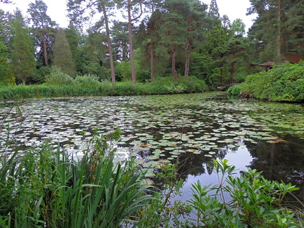 Pond