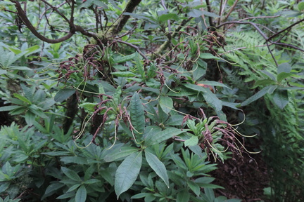 Tendrils