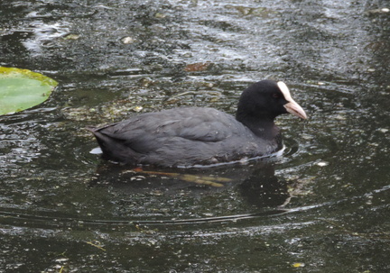Coot