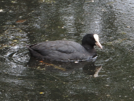 Coot