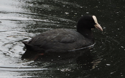 Coot