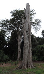 Dead tree