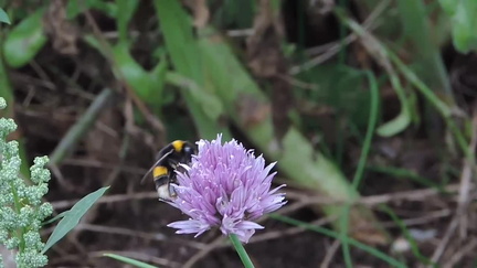 Bee