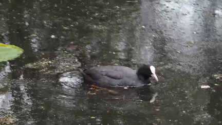 Coot