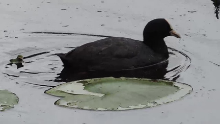Coot