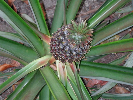 Pineapple