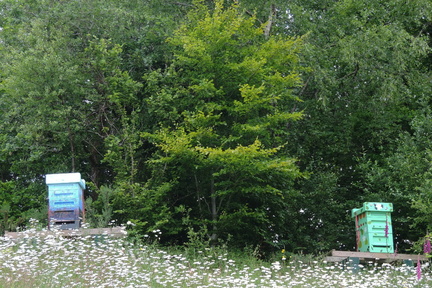 Beehives