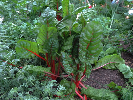 Beet