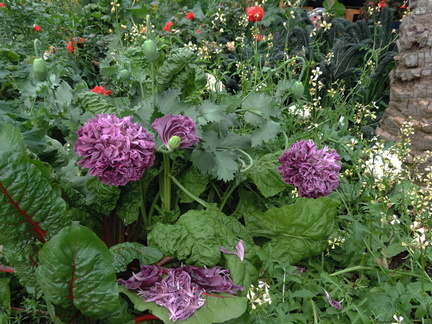 Purple flowers