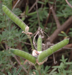 Pods
