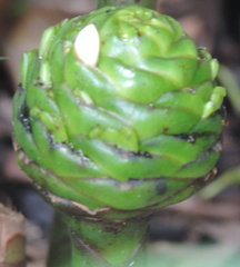 Bud