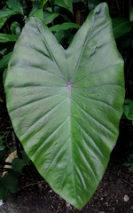 Giant leaf